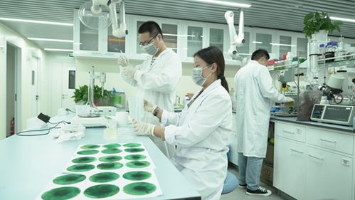 新洋豐 高舉創新大旗，引領農業科學研究和試驗發展