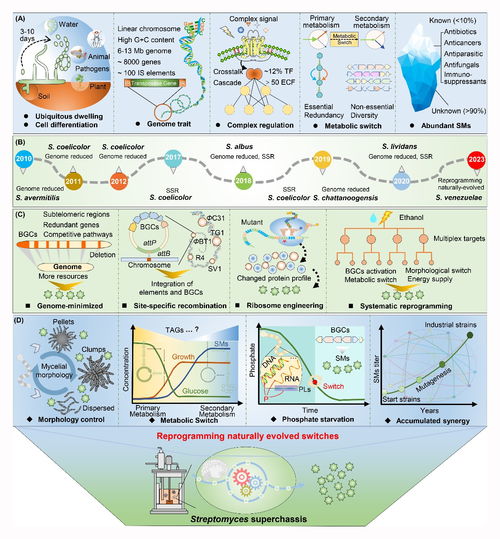 微生物所王為善研究團(tuán)隊(duì)鏈霉菌底盤開發(fā)進(jìn)展綜述