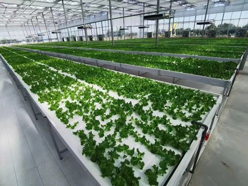 農(nóng)業(yè)區(qū)的科技創(chuàng)新之路 農(nóng)業(yè)科學(xué)研究與試驗(yàn)發(fā)展