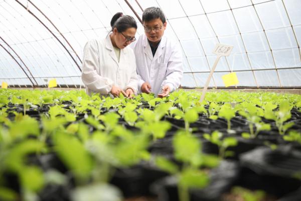 馬鈴薯良種繁育的技術(shù)創(chuàng)新 鋪就農(nóng)業(yè)“小康路”