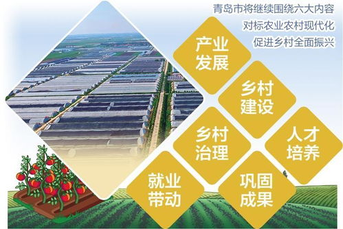 西紅柿變身鄉村致富果 青島平度以工業思維點亮特色農業新路徑